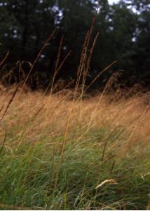 Calamagrostis neglecta (Ehrh.) P.Gaertn., B.Mey. et Scherb. attēls