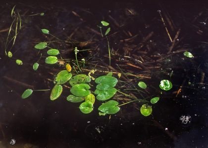 Caldesia parnassifolia (Bassi) Parl. attēls