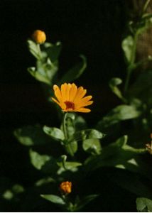 Calendula officinalis L. attēls