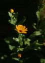 Calendula officinalis L. attēls