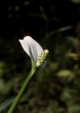 Calla palustris L. attēls