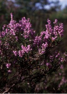 Calluna vulgaris (L.) Hull attēls