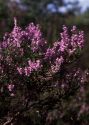 Calluna vulgaris (L.) Hull attēls