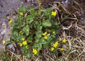 Caltha palustris L. attēls