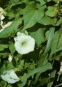 Calystegia sepium (L.) R.Br. attēls