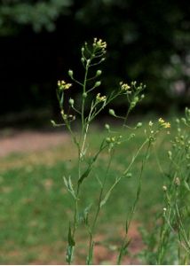 Camelina alyssum (Mill.) Thell. attēls