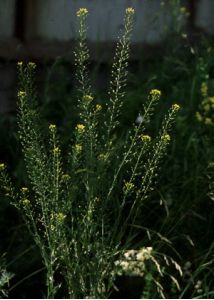 Camelina microcarpa Andrz. attēls