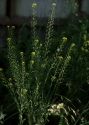 Camelina microcarpa Andrz. attēls