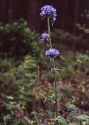 Campanula cervicaria L. attēls