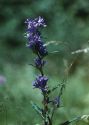 Campanula glomerata L. attēls