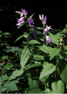 Campanula latifolia L. attēls