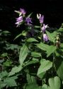 Campanula latifolia L. attēls