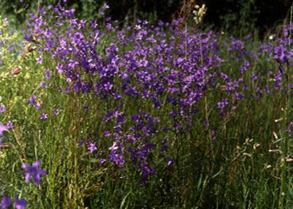 Campanula patula L. attēls