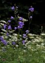 Campanula persicifolia L. attēls