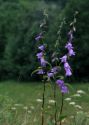 Campanula rapunculoides L. attēls