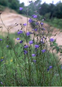 Campanula rotundifolia L. attēls