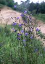 Campanula rotundifolia L. attēls