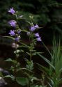 Campanula trachelium L. attēls