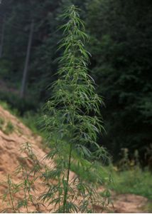 Cannabis sativa L. attēls