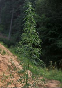 Cannabis sativa L. attēls