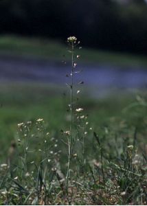 Capsella bursa-pastoris (L.) Medik. attēls