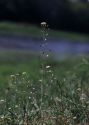 Capsella bursa-pastoris (L.) Medik. attēls