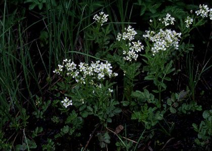 Cardamine amara L. attēls