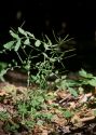 Cardamine flexuosa With. attēls