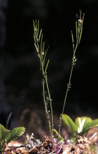 Cardamine hirsuta L. attēls