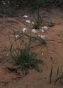 Cardaminopsis arenosa (L.) Hayek attēls