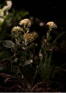 Cardaria draba (L) Desv. attēls