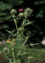 Carduus acanthoides L. attēls