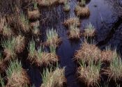 Carex acuta L. attēls