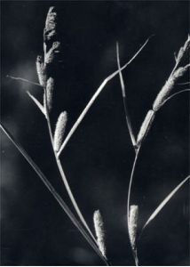 Carex acutiformis Ehrh. attēls