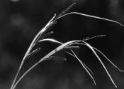 Carex aquatilis Wahlenb. attēls