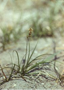 Carex arenaria L. attēls