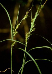 Carex atherodes Spreng. attēls