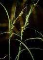 Carex atherodes Spreng. attēls