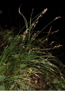 Carex brizoides L. attēls