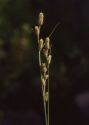 Carex buxbaumii Wahlenb. attēls