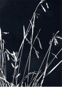 Carex capillaris L. attēls