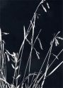 Carex capillaris L. attēls