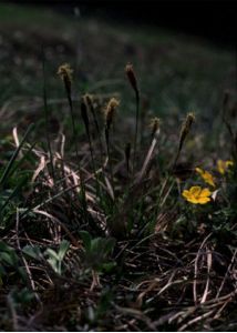 Carex caryophyllea Latourr. attēls