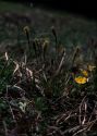 Carex caryophyllea Latourr. attēls