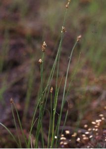 Carex chordorrhiza L.f. attēls