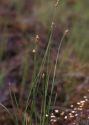 Carex chordorrhiza L.f. attēls