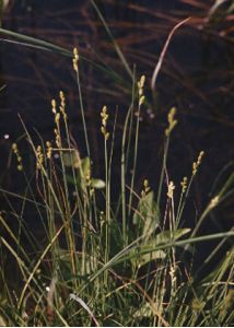 Carex cinerea Pollich attēls