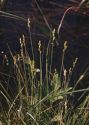 Carex cinerea Pollich attēls