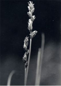 Carex contigua Hoppe attēls
