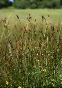 Carex davalliana Sm. attēls